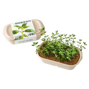 厨房香草香料薄荷家庭可食用植物种子儿童种植小盆栽小葱香菜观察