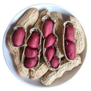 2025年生红皮花生带壳晒干原味高产种子籽农家铁锅炒熟红衣花生米