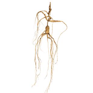 正宗18年林下参长白山人参东北林下山参老山参生晒足干参泡酒煲汤