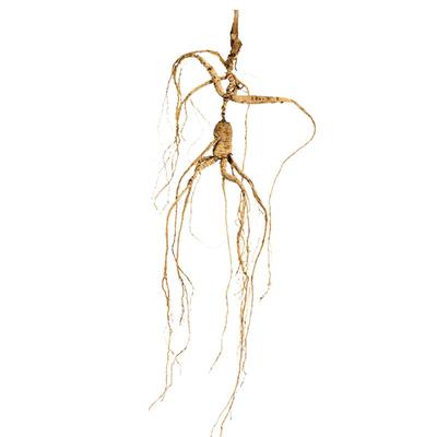 正宗18年林下参山参长白山源产地