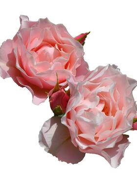 老园丁达芙妮杏粉色月季花园庭院