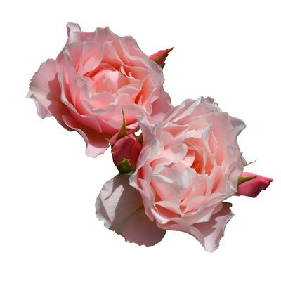 老园丁达芙妮杏粉色月季花园庭院