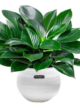 【全网热销10W+】金钻盆栽植物