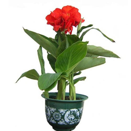 美人蕉种球四季易养室外庭院地栽植物花卉盆栽花苗多年生包活根茎