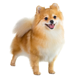 博美犬狗品相鉴定估价博美鉴定师鉴别博美奶油色铁包金白色博美