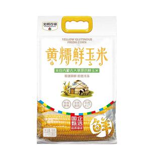 2025年新鲜玉米光明谷锦北纬42度内蒙古黄糯鲜玉米非冷冻8支真空