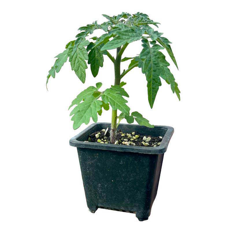 爆满盆矮生樱桃番茄苗阳台盆栽