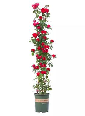 1米6特大爬藤月季蔷薇花苗藤本植物庭院种盆栽花卉玫瑰开花耐寒