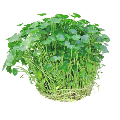 绿植盆栽铜钱草五折起客厅