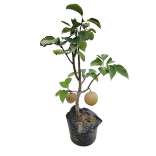 梨树果苗嫁接苗翠冠梨树丰水梨子树地栽当年结果梨树苗果树