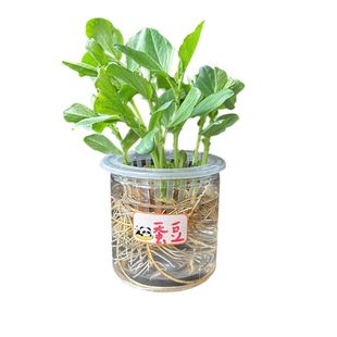 学生幼儿园观察植物角水培豆子种子儿童科学发芽实验盆栽生长作业