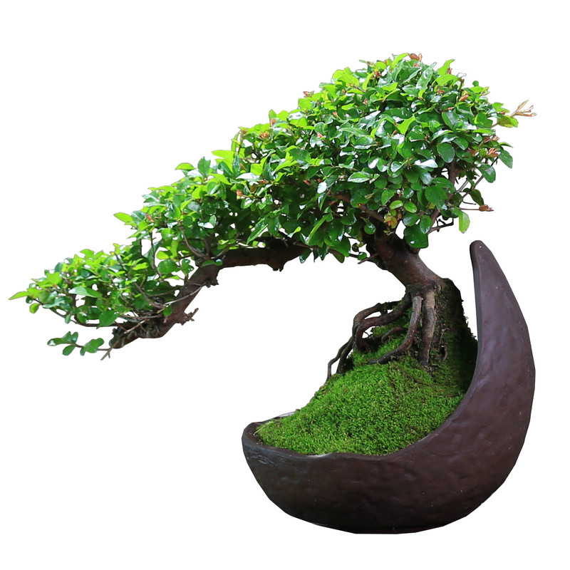 雀梅老桩盆景造型室内盆栽创意植物茶室茶桌庭院宋式美学绿植摆件