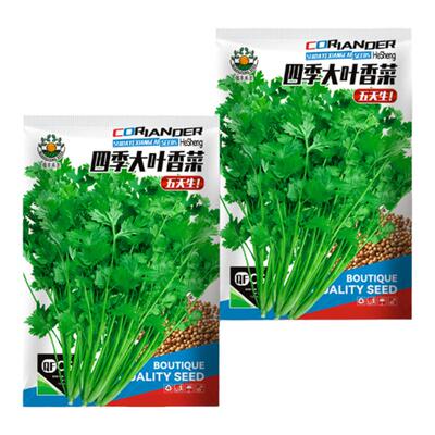 四季香菜种孑夏耐热老品种