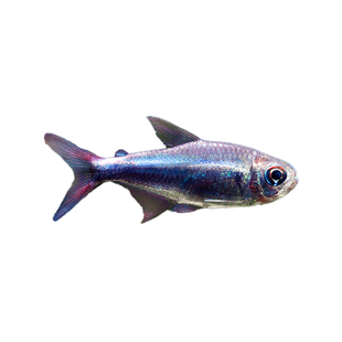 血翅蓝帝灯观赏鱼帝王灯彩虹帝王灯黑帝王灯蓝国王灯淡水鱼灯科鱼