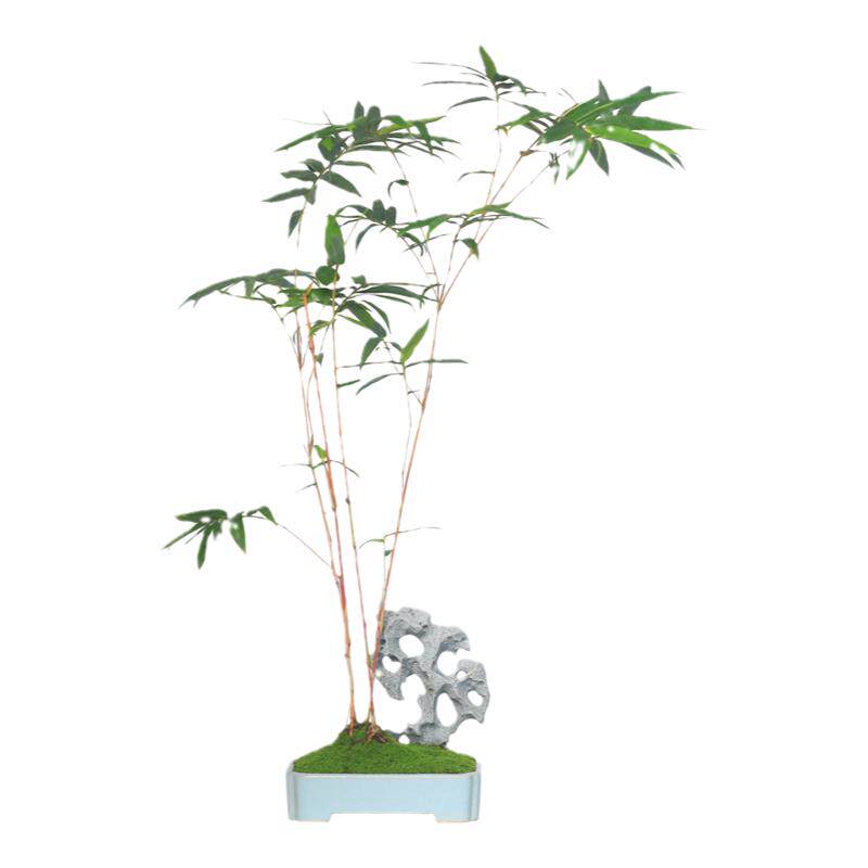 竹子盆栽红竹米竹创意雅石盆景