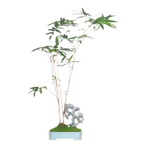 竹子盆栽红竹米竹创意雅石盆景