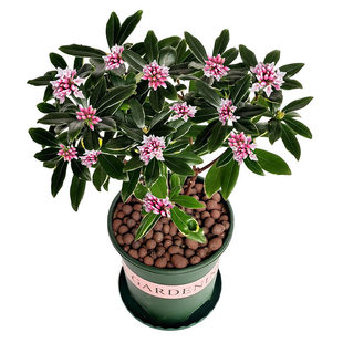 金边瑞香盆栽老桩耐寒盆景四季常青年宵花卉大苗金瑞香花名贵花卉