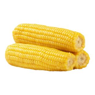 甜糯玉米加农炮无添加新鲜粘玉米棒真空即食低脂粗粮代餐苞米早餐