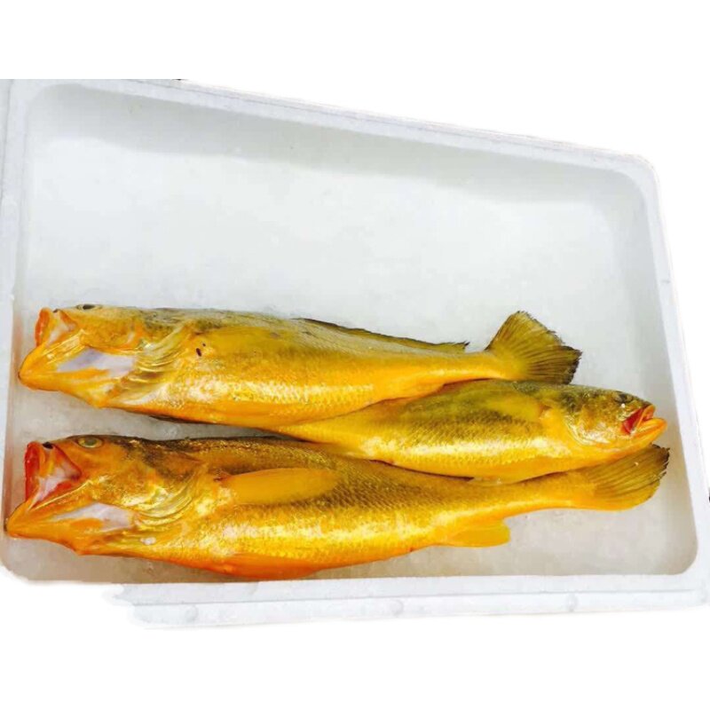 小海现捕纯野天然1斤大黄鱼