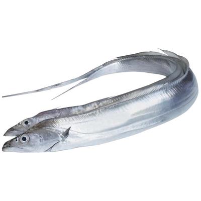 好多海舟山海钓带鱼顺丰包邮