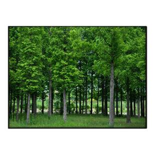 田园风景画树木森林树林装饰画玄关挂画儿童房间卧室头护眼图