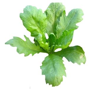 大叶茼蒿菜种籽四季盆栽小叶茼蒿菜籽皇帝菜种子蓬蒿菜种蔬菜种孑