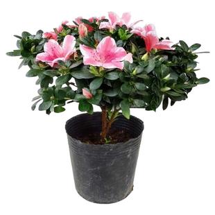 杜鹃花盆栽循环开花带花苞映山红树苗大盆老桩花卉植物室内好养活