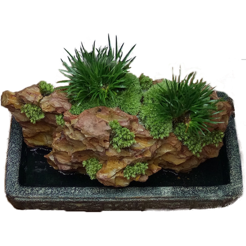 附石菖蒲盆景苔藓微景观茶道盆栽水陆缸水培办公室内绿植物老桩