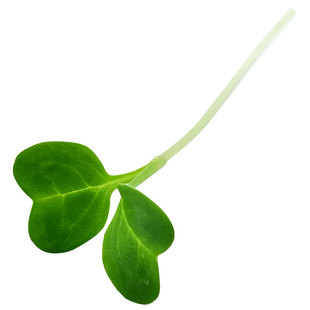 现采西兰花芽 新鲜 西蓝花芽苗 轻食素食凉拌沙拉西餐摆盘装饰15g