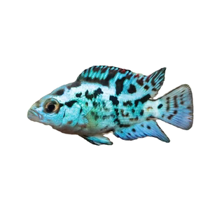 珍珠蝴蝶银河星钻天堂鸟布隆迪六间凤凰小型热带观赏鱼坦湖鲷活体