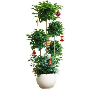 大型幸福树盆栽绿植室内多层造型植物客厅办公室大号真树盆景花卉