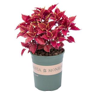 彩叶草盆栽盆景红色叶子五彩苏四季花卉室内阳台室外开花绿植植物