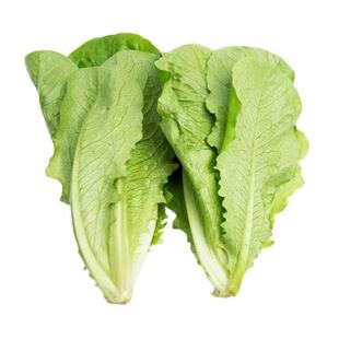 生菜苗高产意大利玻璃生菜种子种苗带土盆栽地栽四季瓜果蔬菜秧苗