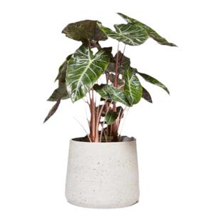 绿天鹅斑马萨利安龙鳞粉龙白犀牛沃森铜叶内罗毕黑魔法吸血鬼海芋