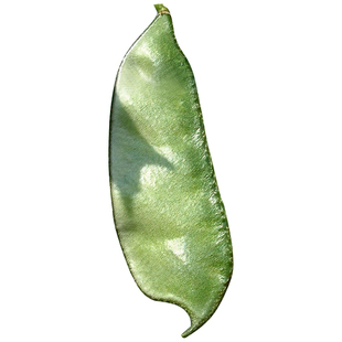 大肉绿眉豆猪耳朵扁豆种子种籽南方四季豆角梅豆角梅豆孑架豆菜豆