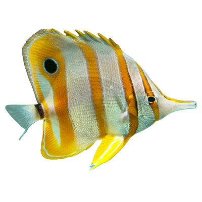 三间火箭霞蝶人字月光活体鱼