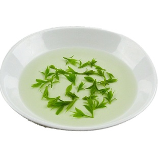 小叶苦丁嫩芽正品特级苦丁茶2025新茶四川峨眉山竹本堂茶叶250g