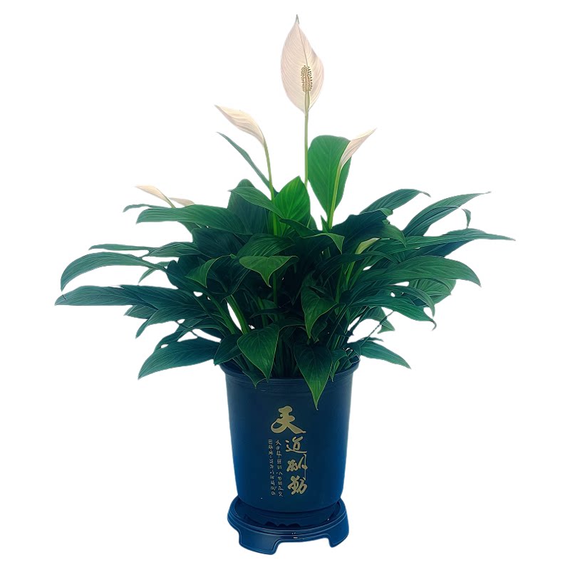 好运一帆风顺水培土培绿植盆栽