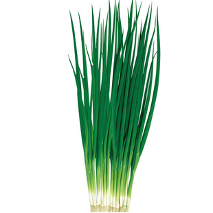 四季小葱种籽本地老品种香葱种子青菜生菜香菜春播季阳台盆栽大全