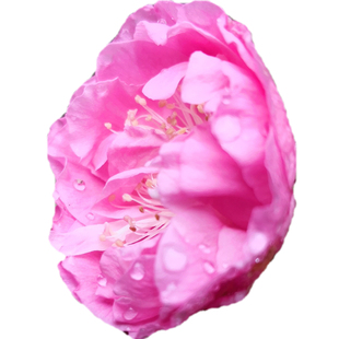 卖花渔村原生梅花盆景二红绿萼骨红宫粉送春庭院阳台绿植大型盆栽