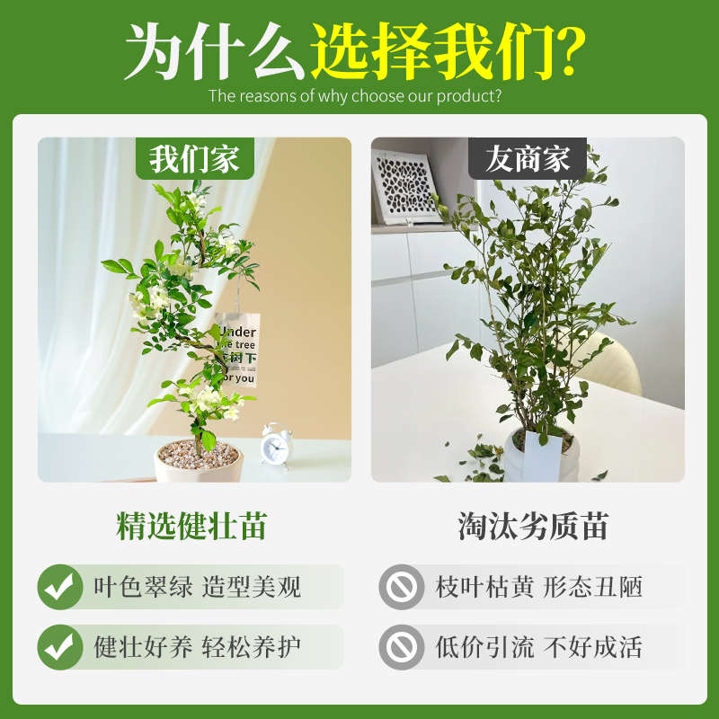 九里香盆栽四季开花老桩树苗带花苞小苗盆景绿植精品独杆造型花卉