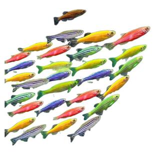 斑马鱼活体小型鱼苗观赏鱼耐活荧光冷水鱼好养淡水鱼热带鱼斑马鱼