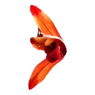 新品惠兰传奇经典兰花苗浓香型红素名品兰花室内阳台好养绿植盆栽