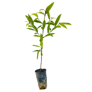 山竹苗岭南山竹树苗带营养杯土叶南方种植阳台庭院地盆栽绿化果树