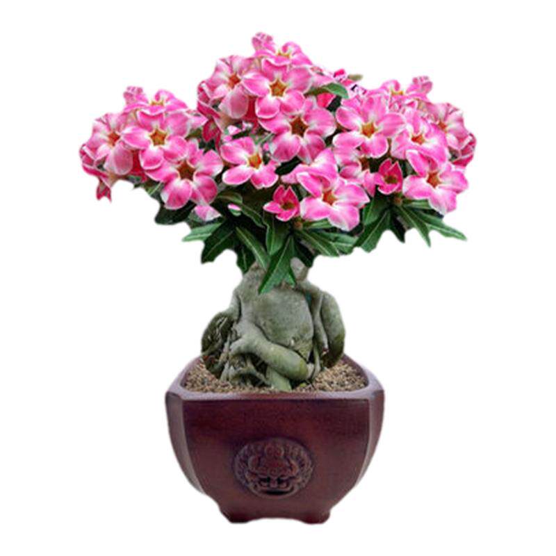 重瓣沙漠玫瑰阳台玫瑰花苗四季