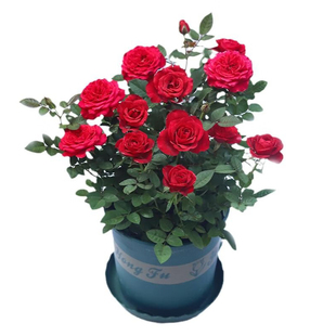 月季玫瑰花苗带花苞发货浓香特大鲜花卉绿植物蔷薇花庭院阳台盆栽