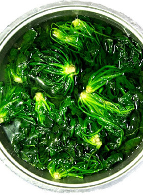 速冻荠菜4斤冷冻野菜野生荠菜馅馄饨饺子馅荠荠地菜食材包邮