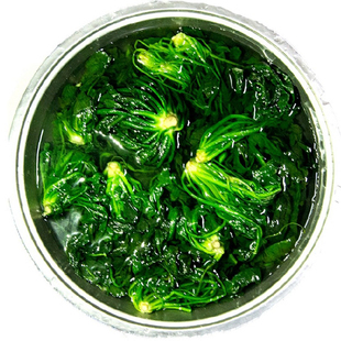 速冻荠菜4斤冷冻野菜野生荠菜馅馄饨饺子馅荠荠地菜食材包邮