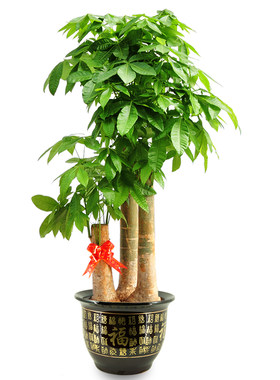 绿植玫瑰微型盆栽北京月季花植物