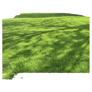 台湾2号草坪草籽细叶结缕草草皮种子矮生四季青草种台湾草籽庭院